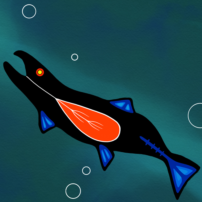 Illustration of a black fish with blue fins and a red belly swiming through water