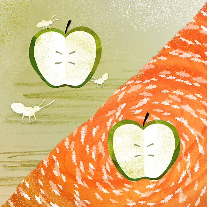 Illustration of apple halves surrounded by ants. 